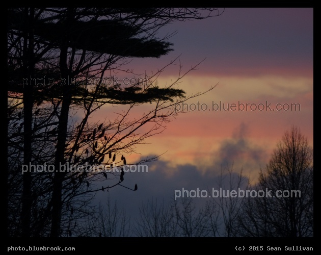 Evergreen with Pastel Sunset - Williston VT