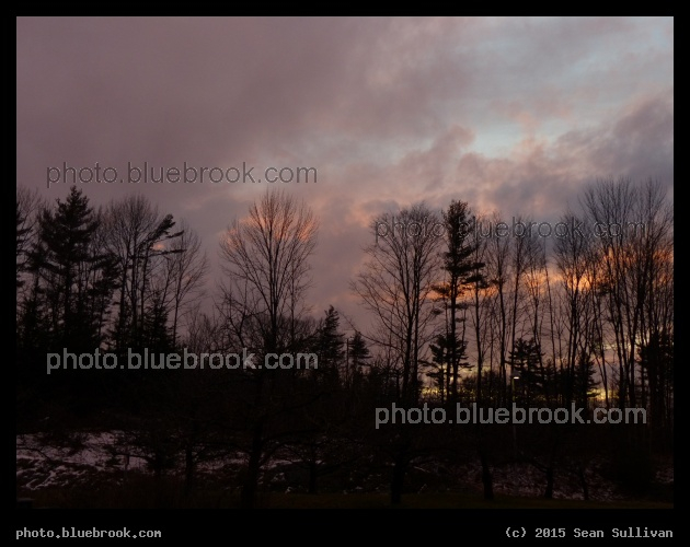 Rose-Shadowed Ground - Williston VT