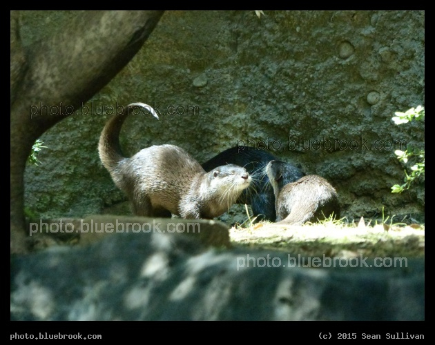 Otters - Dallas Zoo, Dallas TX