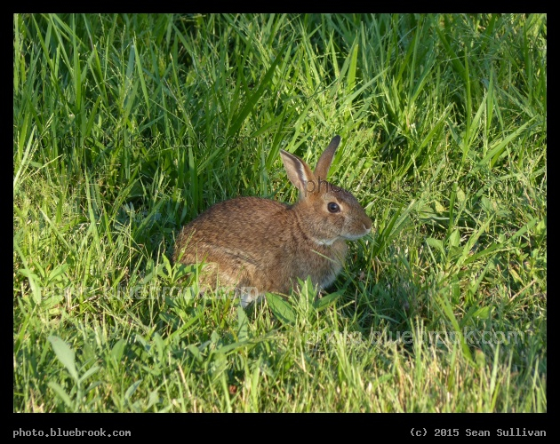 Somerville Rabbit - Near Assembly Square, Somerville MA