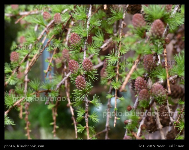 Weeping Larch - The Boston Flower and Garden Show 2015, Boston MA