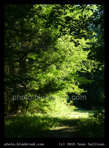Amherst Path - Amherst MA