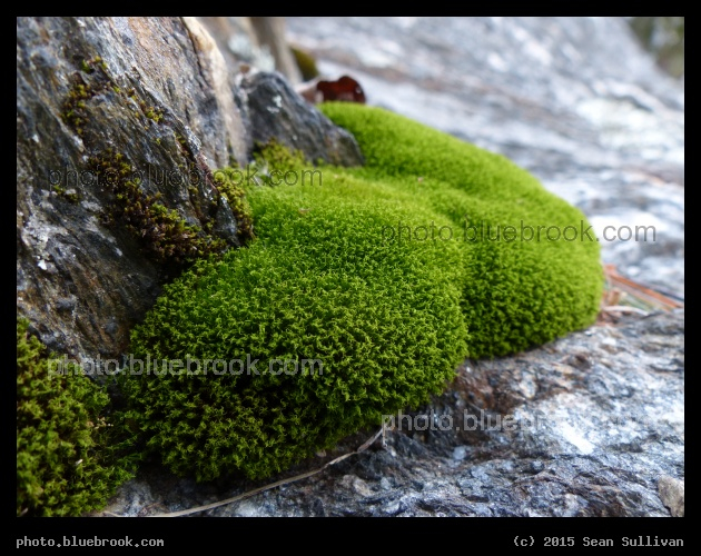 Vermont Moss - Green Mountains, Vermont
