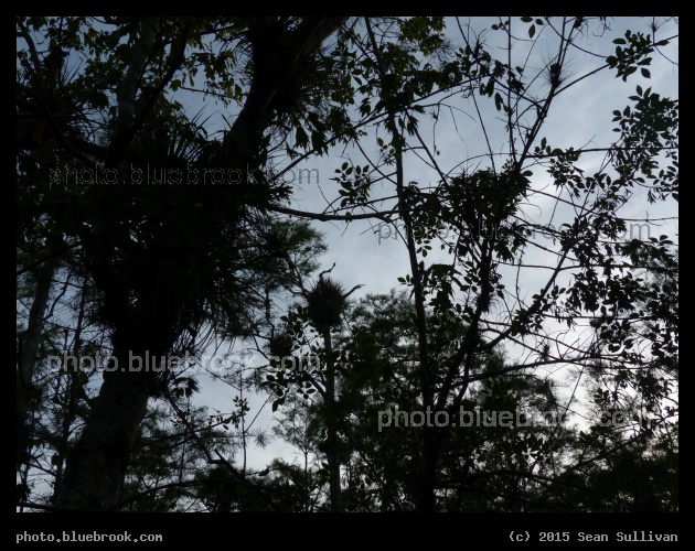 Leaves of the Everglades - Florida