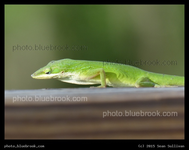 Watchful Anole - H.P Williams Roadside Park on the Tamiami Trail, Big Cypress National Preserve, Ochopee FL