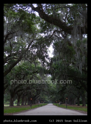 Drapery of Spanish Moss - Boone Hall Plantation, Mt Pleasant SC
