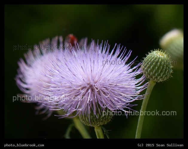 Stages of Flower - Cedar Ridge Preserve, Dallas TX