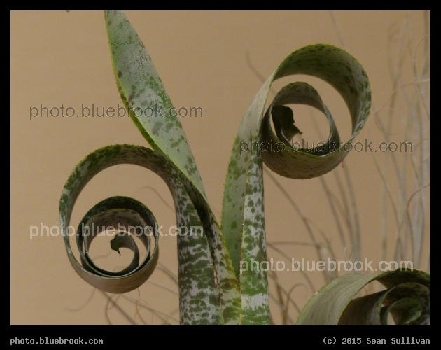 Twirly Leaves - The Boston Flower and Garden Show 2015, Boston MA