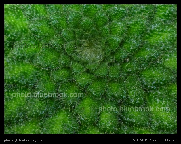 Gesneriad - The Boston Flower and Garden Show 2015, Boston MA