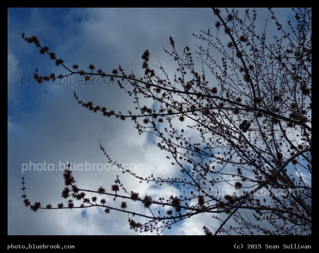 Flowing Spring Branches - Somerville MA