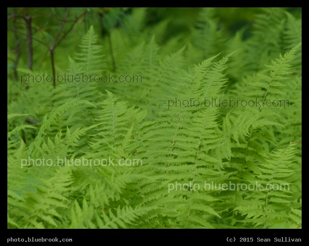 Flock of Ferns - Garden in the Woods, Framingham MA