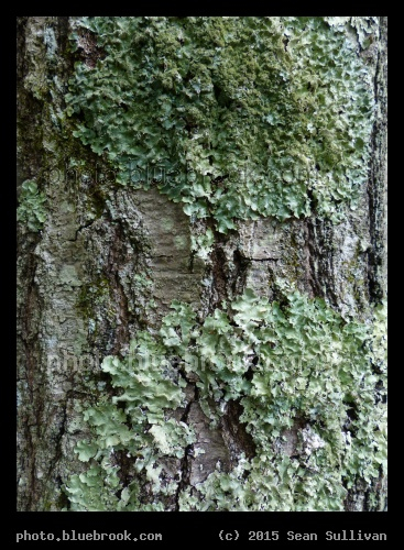 Lichen Encrusted - Garden in the Woods, Framingham MA