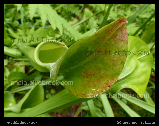 Blushed Leaf - Garden in the Woods, Framingham MA
