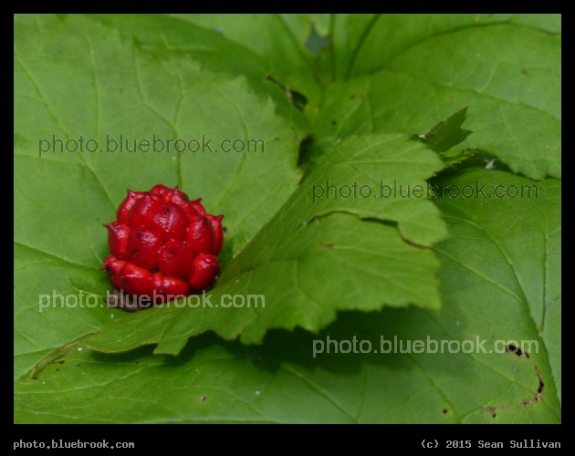 Goldenseal - Garden in the Woods, Framingham MA