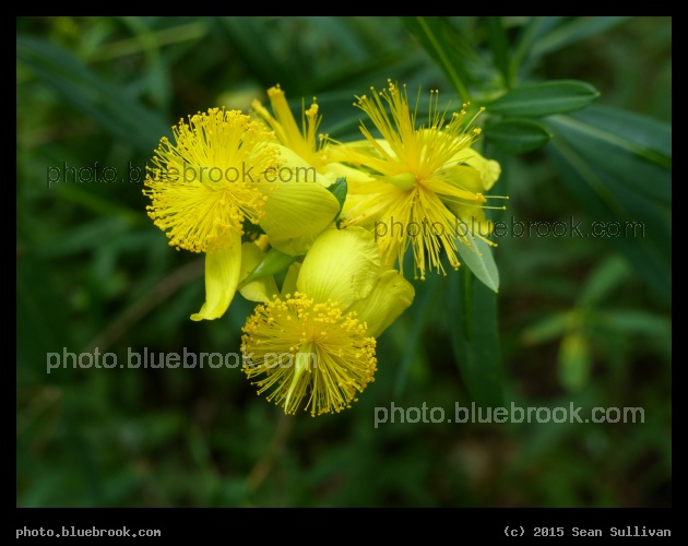 Happiness - Garden in the Woods, Framingham MA