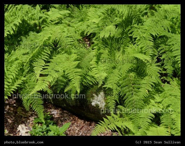 Shy Boulder - Garden in the Woods, Framingham MA