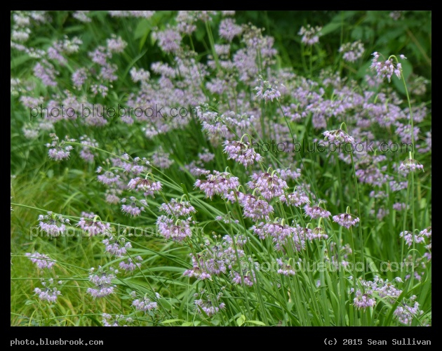 Flowers Near and Far - Garden in the Woods, Framingham MA
