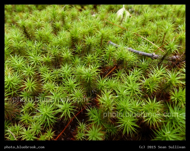 Within the Moss - Garden in the Woods, Framingham MA