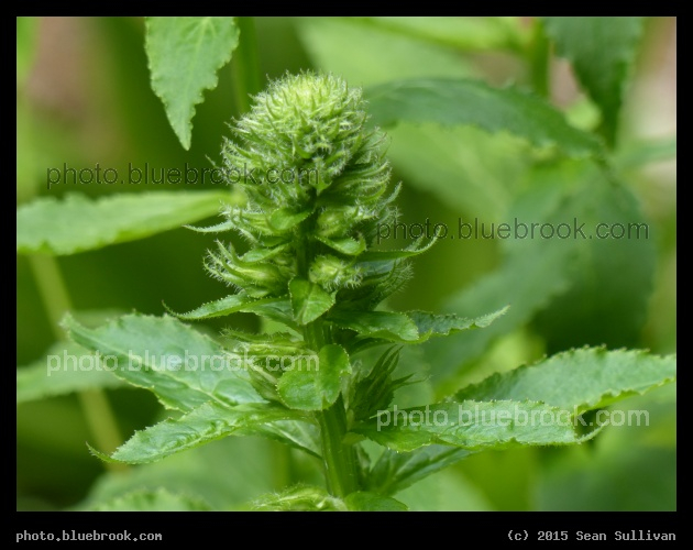 Exotic Greenery - Garden in the Woods, Framingham MA