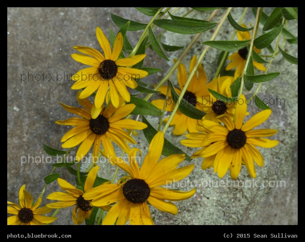 Black-Eyed Susans on a Rock - Garden in the Woods, Framingham MA