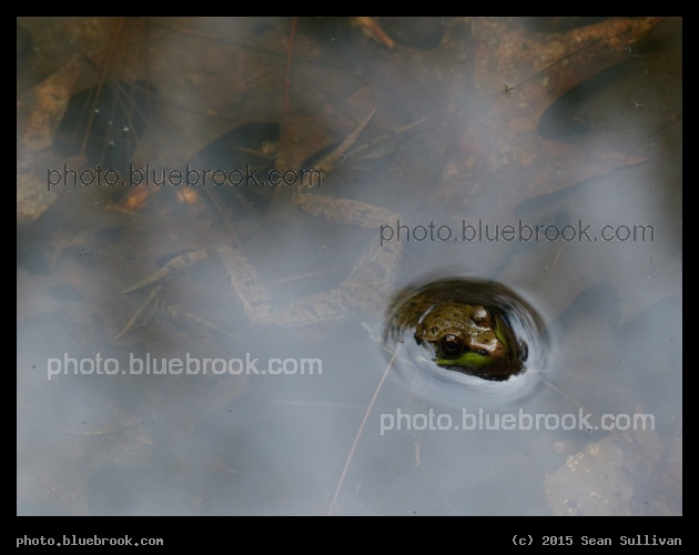 Between Worlds - Garden in the Woods, Framingham MA