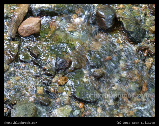 Rushing Water - Garden in the Woods, Framingham MA