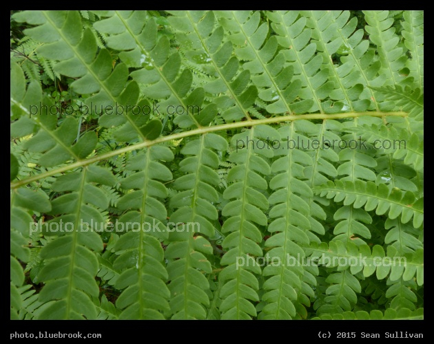 Symmetric Leaves - Garden in the Woods, Framingham MA