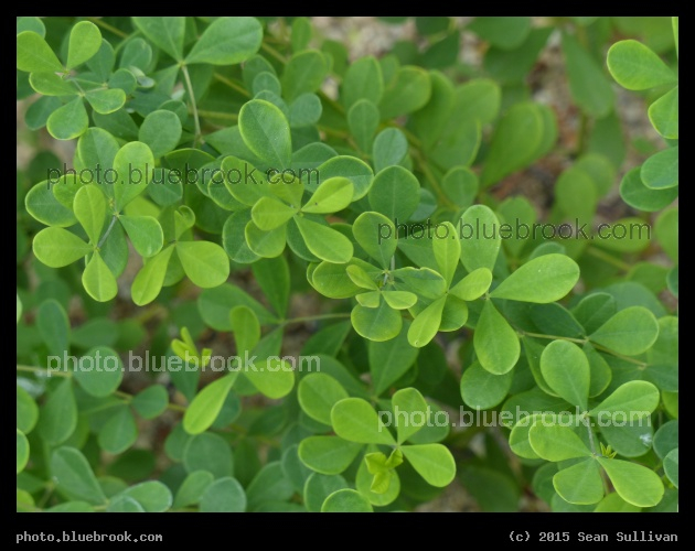 Teardrop Leaves - Garden in the Woods, Framingham MA
