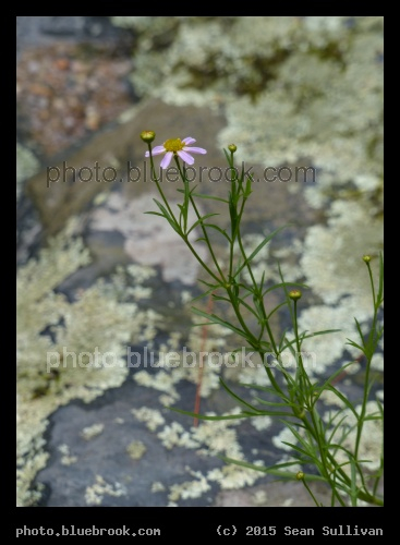 Flower and Lichens - Garden in the Woods, Framingham MA