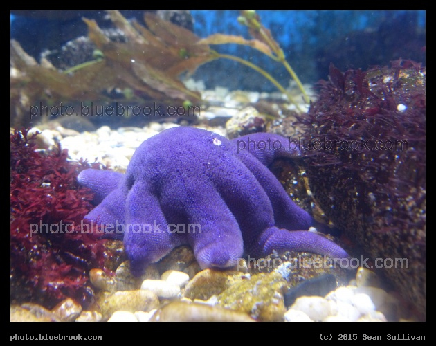 Purple Sun Star - Woods Hole Science Aquarium, Woods Hole MA