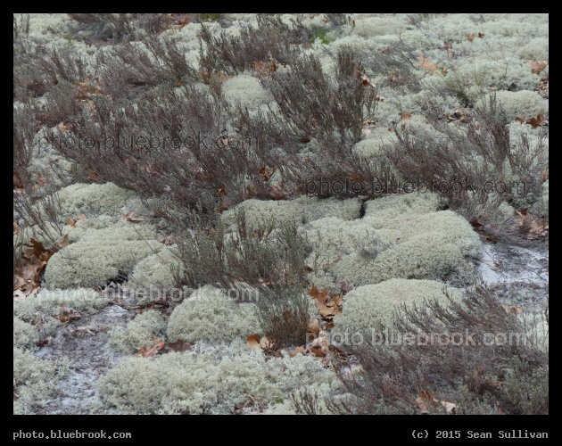 Vegetation on the Dunes - Crane Beach, Ipswich MA