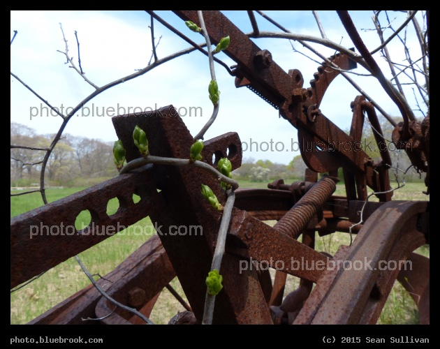 Vines on the Machine - Gloucester MA