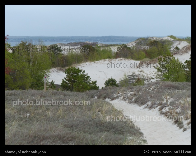 Dunes and Trees - Crane Beach, Ipswich MA