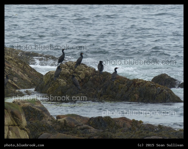 Cormorants - Eastern Point, Gloucester MA