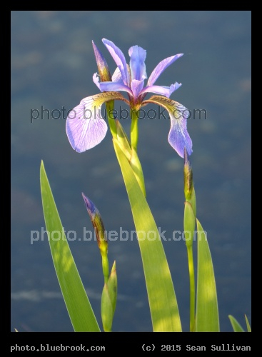 Iris - Ashley Reservoir, Holyoke MA