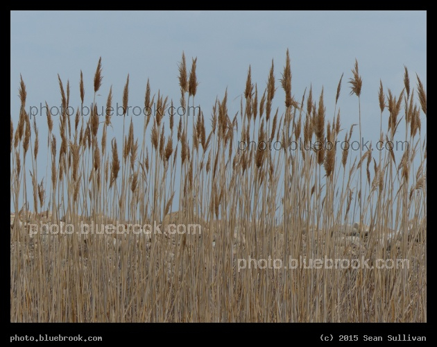 Gloucester Grasses - Eastern Point Wildlife Sanctuary, Gloucester MA