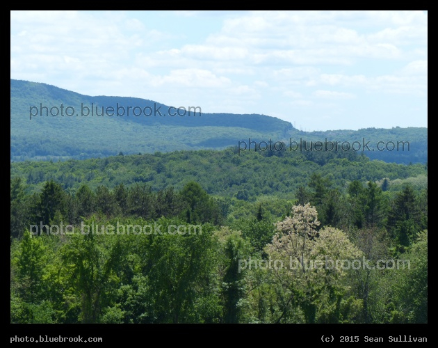 Trees and Hills - Amherst College, Amherst MA
