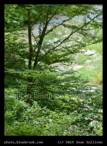 Tree at Garden in the Woods - Framingham MA