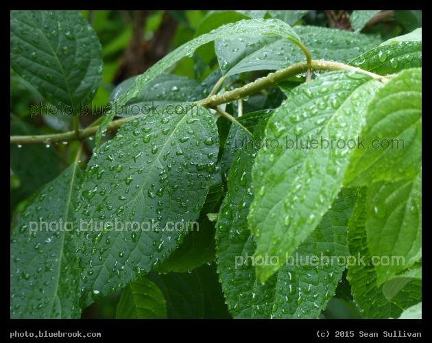 June Waterdrops - Somerville MA