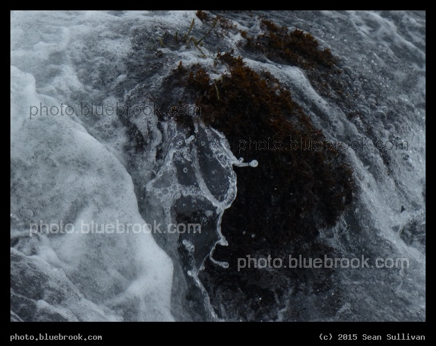 Waves over Aquatic Plants - Eastern Point, Gloucester MA