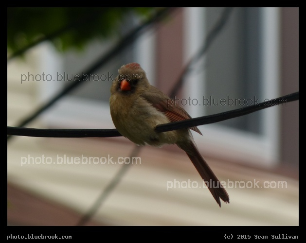 Female Cardinal - Somerville MA