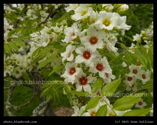 Orangehorn - Arboretum, Jamaica Plain MA