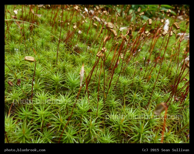 Tall Moss - Garden in the Woods, Framingham MA