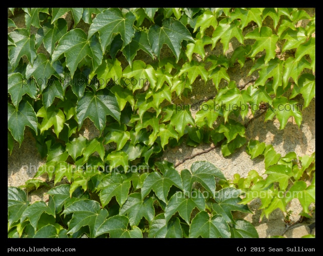 Greens of Ivy - Uphams Corner, Boston MA