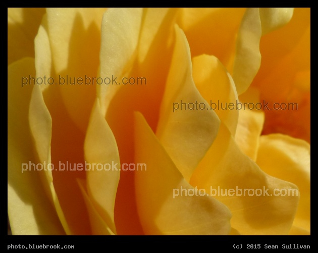 Rose Detail - Arlington MA