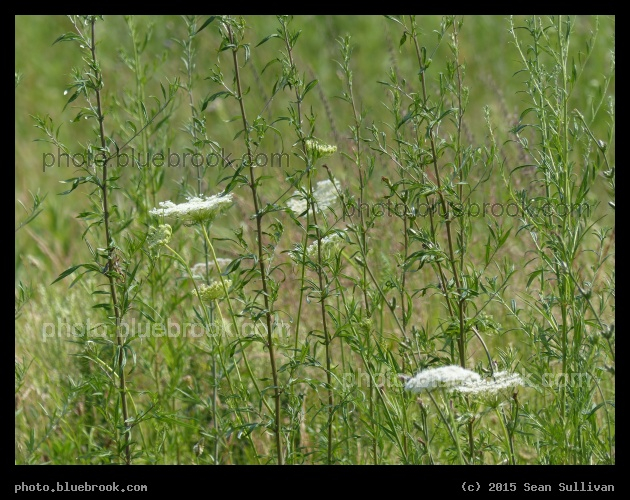 Wildflowers at Silver Line Way - Boston MA