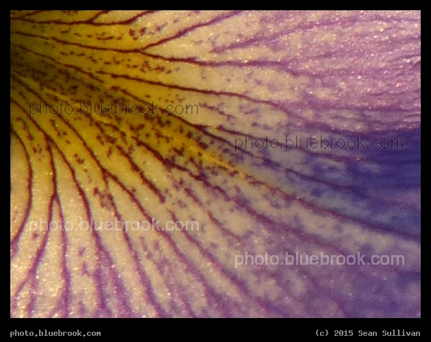 Detail of a Petal - Ashley Reservoir, Holyoke MA