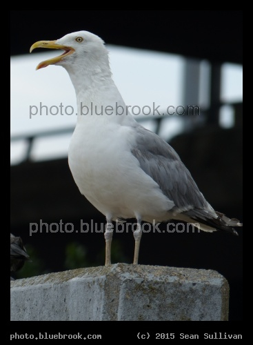 Panting Seagull - Sullivan Square MBTA station, Boston MA