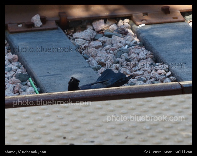 Watching You - Dallas TX