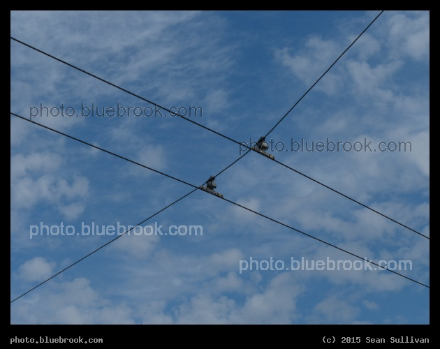 Trackless Trolley Wires - Massachusetts Avenue, Cambridge MA